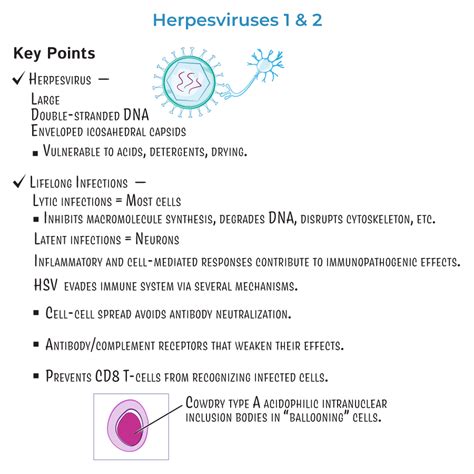 Immunology / Microbiology Glossary: Herpes Simplex Viruses 1 & 2 ...