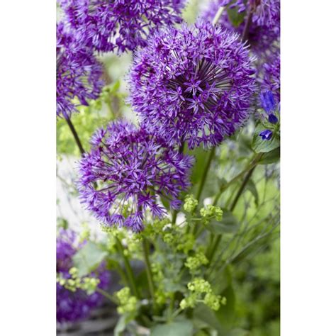 Allium Purple Sensation Pack Of Bulbs