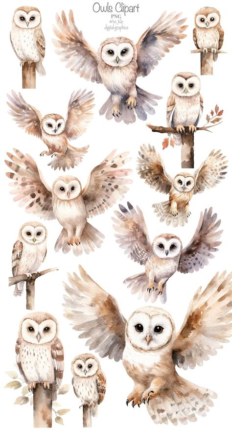 Owls Clipart Png Digital Download Flying Owl Sitting On The Etsy