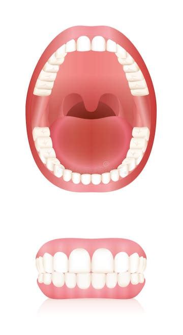 Adult Dentition Stock Illustrations 153 Adult Dentition Stock Illustrations Vectors And Clipart