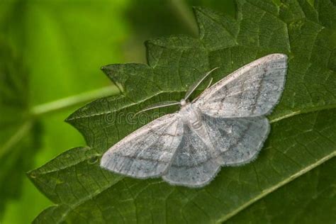 Common White Wave Moth Cabera Pusaria Stock Image Image Of Cabera