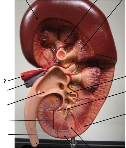 Practical Urinary System Labeled Models Flashcards Quizlet