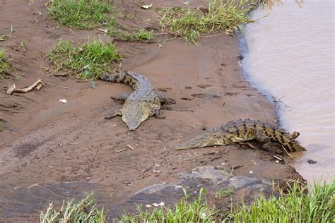 Crocodile Bridge – Costa Rica’s Most Bizarre Tourist Attraction