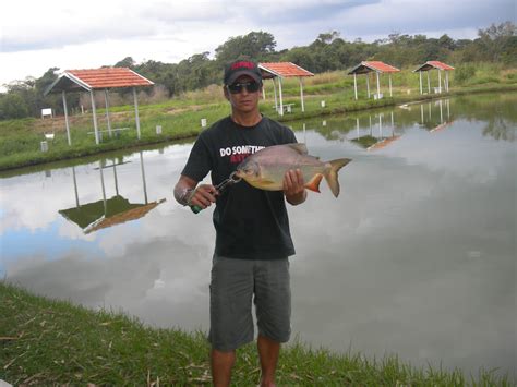 Pesca Saga Esportiva Pesque Pague Em Guara A Sp