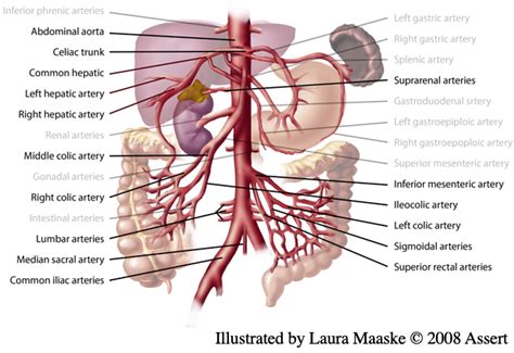 Abdominal Arteries Anatomy Medical Illustration Medical Illustration