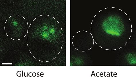 Yeast Vps13p Localization. Yeast Vps13 localization is dependent on the ... 