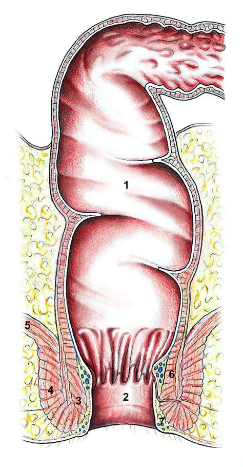 VISCERA Organe Enddarm Mastdarm Rektum