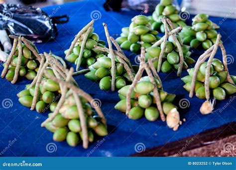 Areca Nut stock photo. Image of vietnam, natural, areca - 8023252