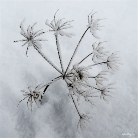 Snow Flower Fleur De Neige Queen Anne S Lace Wild Carr Flickr