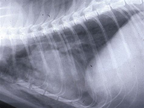 Thorax Pneumomediastinum Radiograph Lateral In Cats Felis Vetlexicon