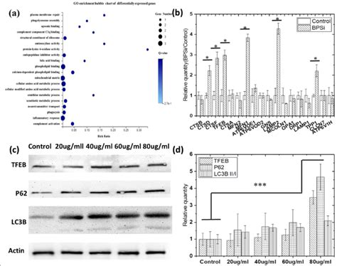 Autophagy Is Activated In Hepg Cells After Feeding Bpsi A Go