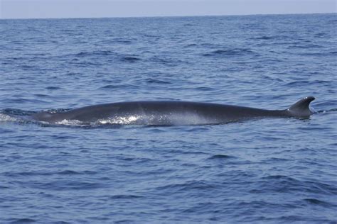 Minke Whale Euthanized After Beaching On Cape Cod | WBUR News