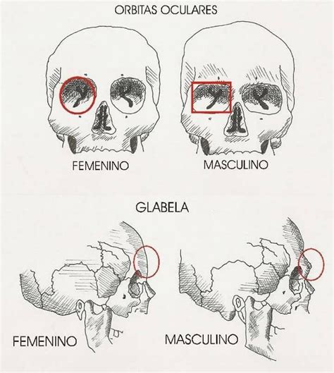 Métodos De Identificación Del Sexo En Antropología Forense Técnicas