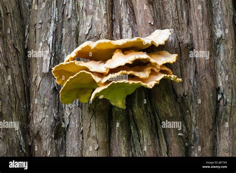 Yellow Bracket Fungus Or Shelf Fungus Growing On A Cedar Tree Wales