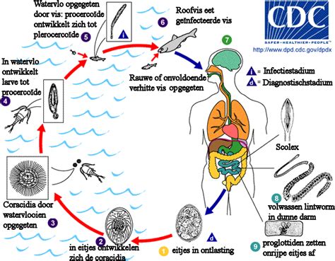 Tapeworm Life Cycle Diagram