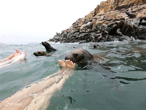 Experience Palomino Islands Swimming With Sea Lions From Lima Klook