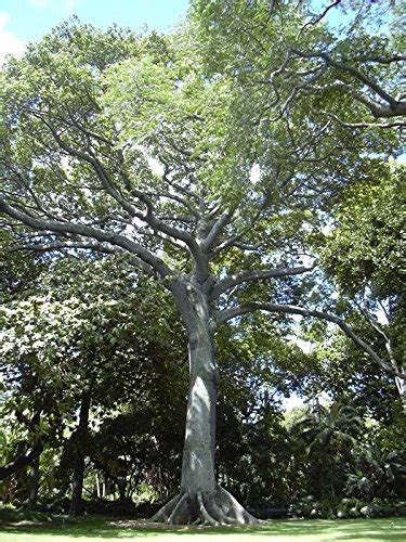 Buy Kapok Silk Cotton Tree Ceiba Pentandra Tree Fast Tropical 20