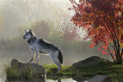 Backlit Alpha Timber Wolf Standing On Rock Over Water In The Mis