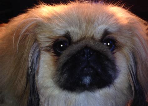 Puppies Happy Tail Pekingese