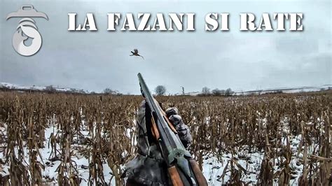 Vanatoare La Fazani Si Rate Pheasant And Duck Hunting Youtube