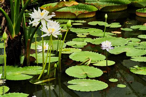 Significance Of The National Flower Guyana | Best Flower Site