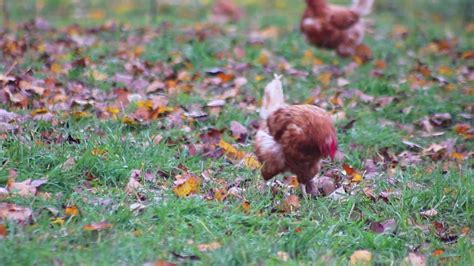 Pollo Maltratado En Granja De Pollos De Corral Y Cr A De Ganado Muestra