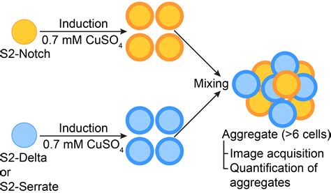 Cell Aggregation Assays To Evaluate The Binding Of The Drosophila Notch