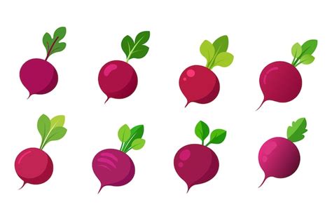 Premium Vector Beetroot Vector Illustration