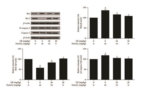 Immunoblot Analysis Of Bax Bcl 2 And Cleaved Caspase 3 In Liver