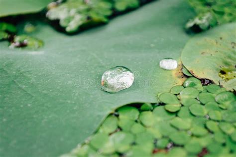 Water Droplets on Lotus Leaves Stock Photo - Image of morning ...