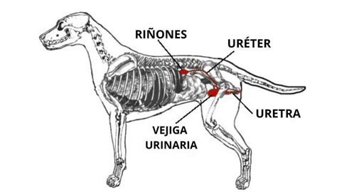 Insuficiencia Renal Perros S Ntomas Y Tratamiento