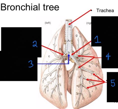 Cardiorespiratory Lungs Pleuras And Thoracic Vessels Flashcards