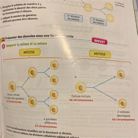 Comparer la méiose et la mitose à partir des informations recueillies