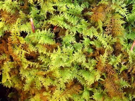 1 Qt Sheet Moss Delicate Fern Moss Spreads Fast Organic Plants