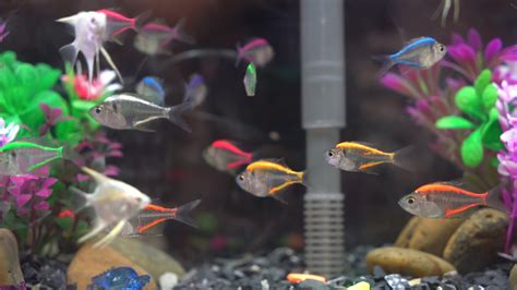 Rainbow and Neon Fish in Tank 2243656 Stock Video at Vecteezy