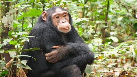 3 Days Kibale Forest Chimpanzee Trekking Safari With Chimp Permits