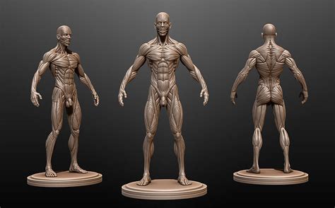 Male Anatomy Ecorche 3d Model Obj Ztl