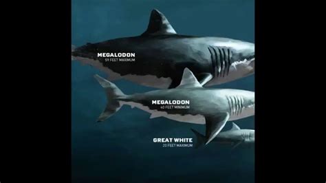 Top 5 Facts About Megalodon Youtube