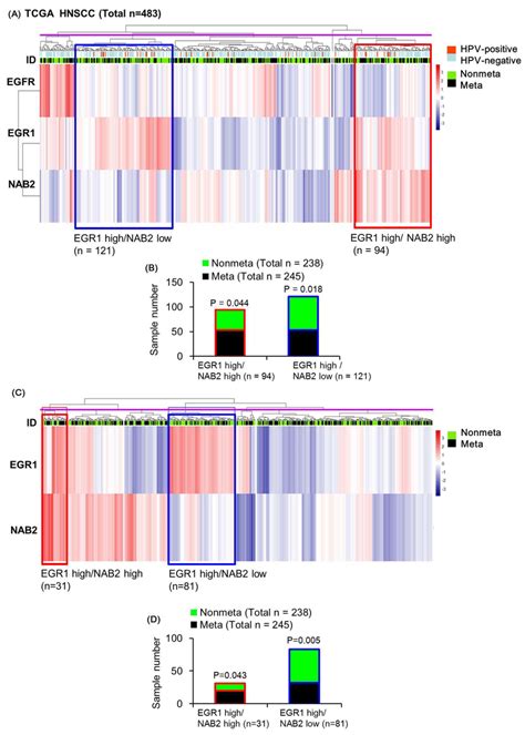 Heatmap Representation Of The Relative Mrna Expression Levels Of