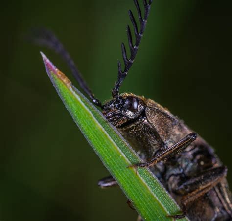 Close-up Photography Of Insect · Free Stock Photo