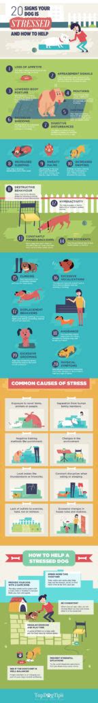 12 Signs Your Dog Is Stressed And How To Fix It Based On Science