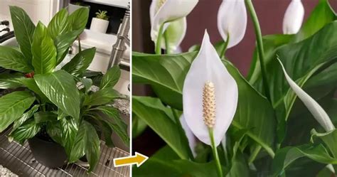 O que fazer para que o spathiphyllum floresça durante todo o ano