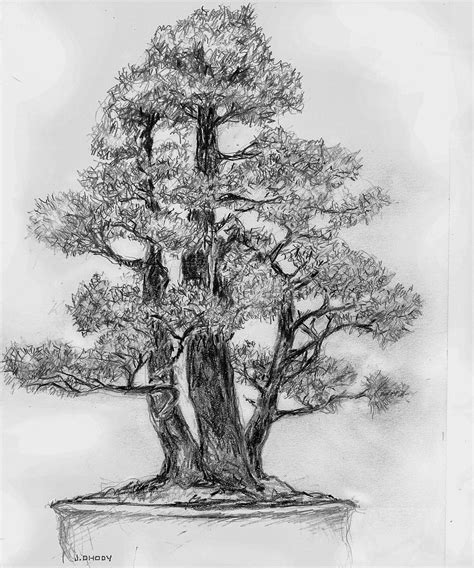 Japanese Bonsai Tree Drawing