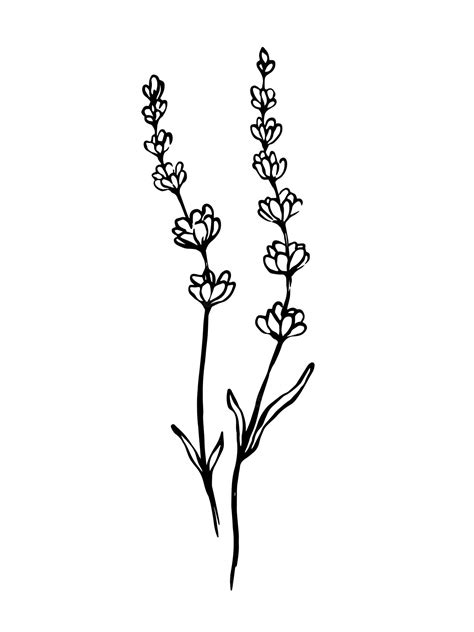 Premium Vector | Hand sketched black and white botanical illustration ...