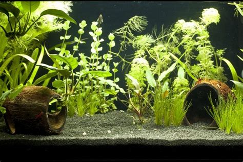 Как правильно запустить аквариум?