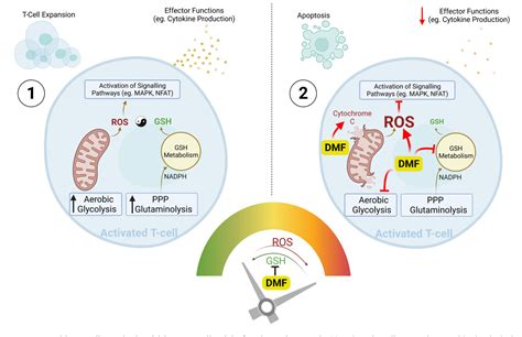 [PDF] The yin and yang of intracellular reactive oxygen species ...