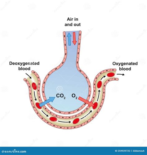 Alveoli Structuur En Functie Vector Illustratie Illustration Of