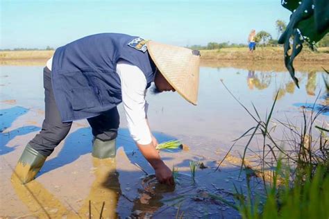 Bersama Petani Gubernur Sulsel Panen Dan Tanam Mandiri Benih Padi Di Maros