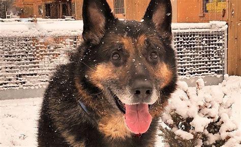 Un Berger Allemand Sauv Apr S Ans De Mauvais Traitements A Perdu La