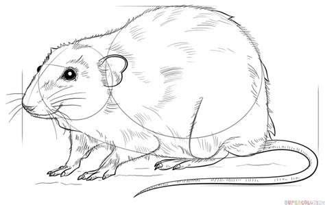 How To Draw A Rat Step By Step Drawing Tutorials